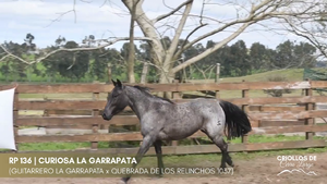 CURIOSA LA GARRAPATA — Escritorio Alori y Cia.