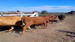  55 Vacas medio uso C/ gtia de preñez en Santa Fe, Nuevo Torino