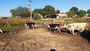  10 Terneros Holando Argentino en Col. San Pedro, Córdoba