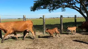  100 Vacas nuevas C/ cria