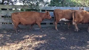 VACAS PREÑADAS