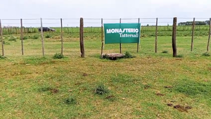  59 Novillitos en Pahuajó