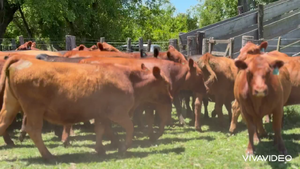  38 Vaquillonas C/ gtia de preñez