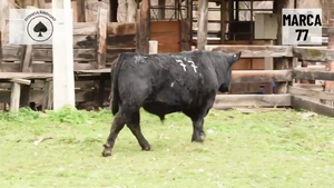  1 Toro
