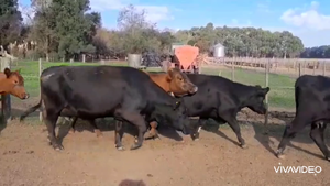  34 Vacas nuevas C/ gtia de preñez