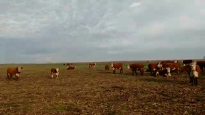  35 Vacas medio uso C/ gtia de preñez en Monte, Buenos Aires