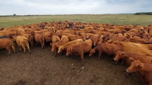  72 Vacas medio uso C/ gtia de preñez