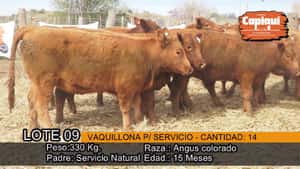  VAQUILLONAS PARA SERVICIO