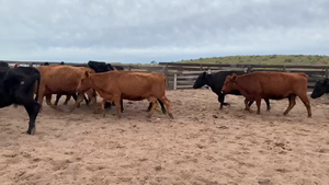  25 Vacas CUT preñadas EN CORONEL ROSALES
