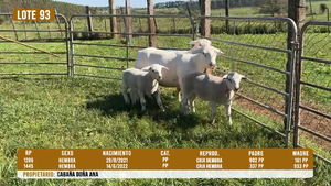  LOTE 93