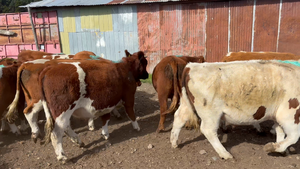  50 Novillo Engorda en Coyhaique, XI Región Aysén