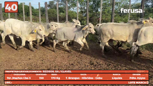  LOTE 40