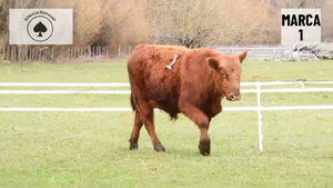  1 Toro