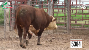  Toros Hereford 