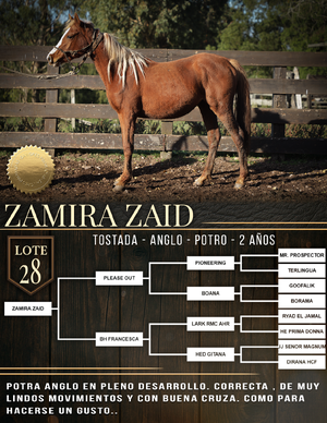  ZAMIRA ZAID