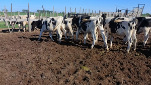  24 Novillitos Holando Argentino en San Francisco, Córdoba