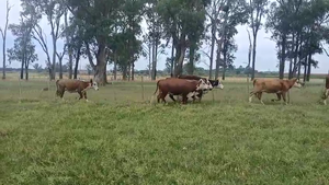  6 Novillitos y vaquillonas