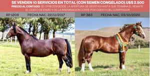  10 SERVICIOS DEL BASCO ENCUENTRO Y AMIGO DO TAMBORE