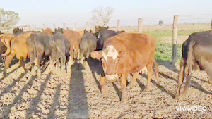  20 Vacas usadas preñadas en Brandsen, Buenos Aires
