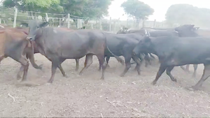  54 Vacas de invernar en Quimilí, Santiago del Estero