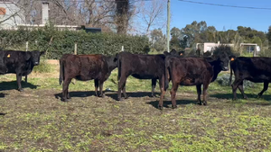  26 Vacas preñadas en Progreso, Canelones