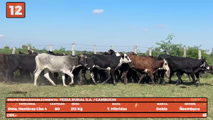  LOTE 12