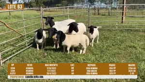  LOTE 63- DESTACADO