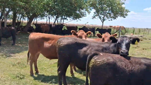  209 Terneros/as en Buenos Aires, Arrecifes