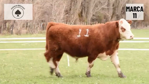  1 Toro