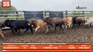  LOTE 33