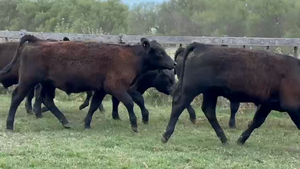  Machos - Olavarría Bs As