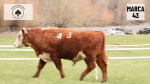  1 Toro