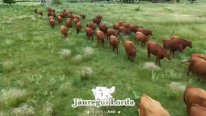  112 Vaquillonas preñadas