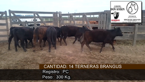  TERNERAS PC