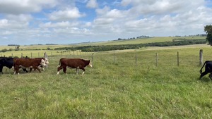 82 Terneros enteros en Rivera, Otra Localidad