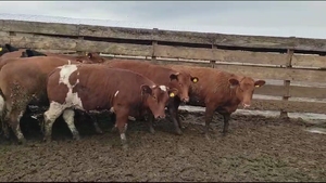  22 Vaquilla Gorda en Los Ángeles, VIII Región Biobío