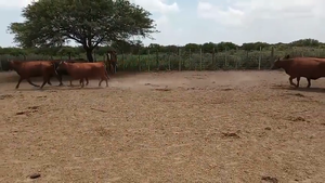  33 Vacas nuevas Preñadas en Santa Fe, Laguna Paiva