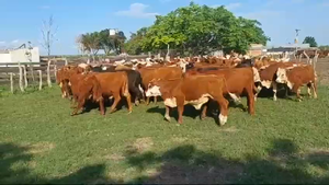  113 Terneros/as en Entre Ríos, San José de Feliciano