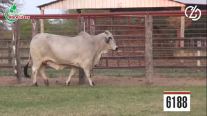  Embriones Brahman