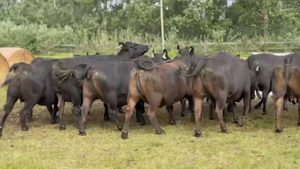  11 Vacas usadas preñadas