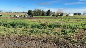  TERNEROS