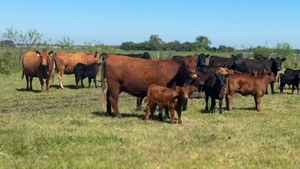  75 Terneros a término