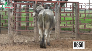  Toros Brahman