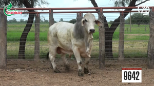  Toros Brahman
