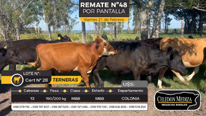  13 Terneras en Otra Localidad, Colonia