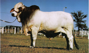  Semen