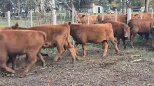  64 Terneros