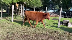  TERNEROS