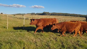  86 Vaquillonas Vacas Preñadas