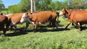  120 Vacas p/ invernar